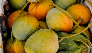 Premium Himsagar Mango (Satkhira) - 100% Chemical Free | সরাসরি সাতক্ষীরার বাগান থেকে