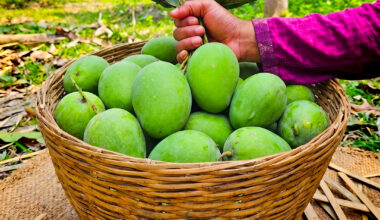 সাতক্ষীরার আসল কাঁচামিঠা আম - ১০০% কেমিক্যাল মুক্ত