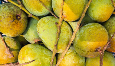 Premium Himsagar/Khirsapat Mango (Rajshahi) - 100% Chemical Free | সরাসরি রাজশাহীর বাগান থেকে